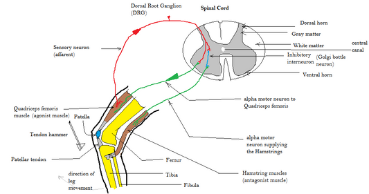 The Stretch Reflex: Harnessing Your Body's "Bounce" for a More Explosive Lift