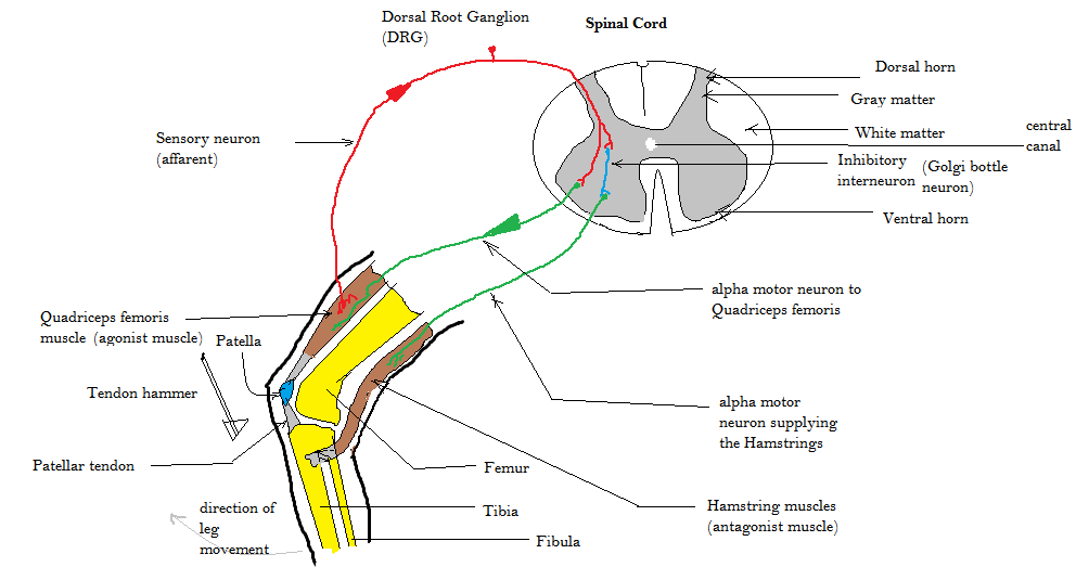 The Stretch Reflex: Harnessing Your Body's "Bounce" for a More Explosive Lift